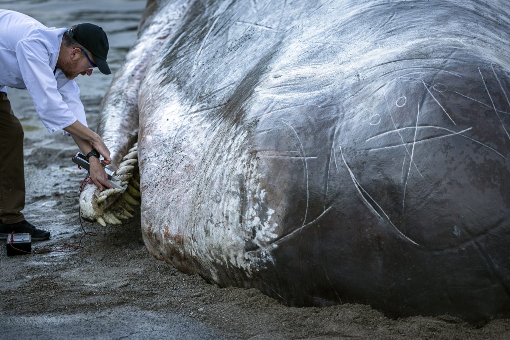 15 Meter langer Pottwal am Zürcher Utoquai gestrandet