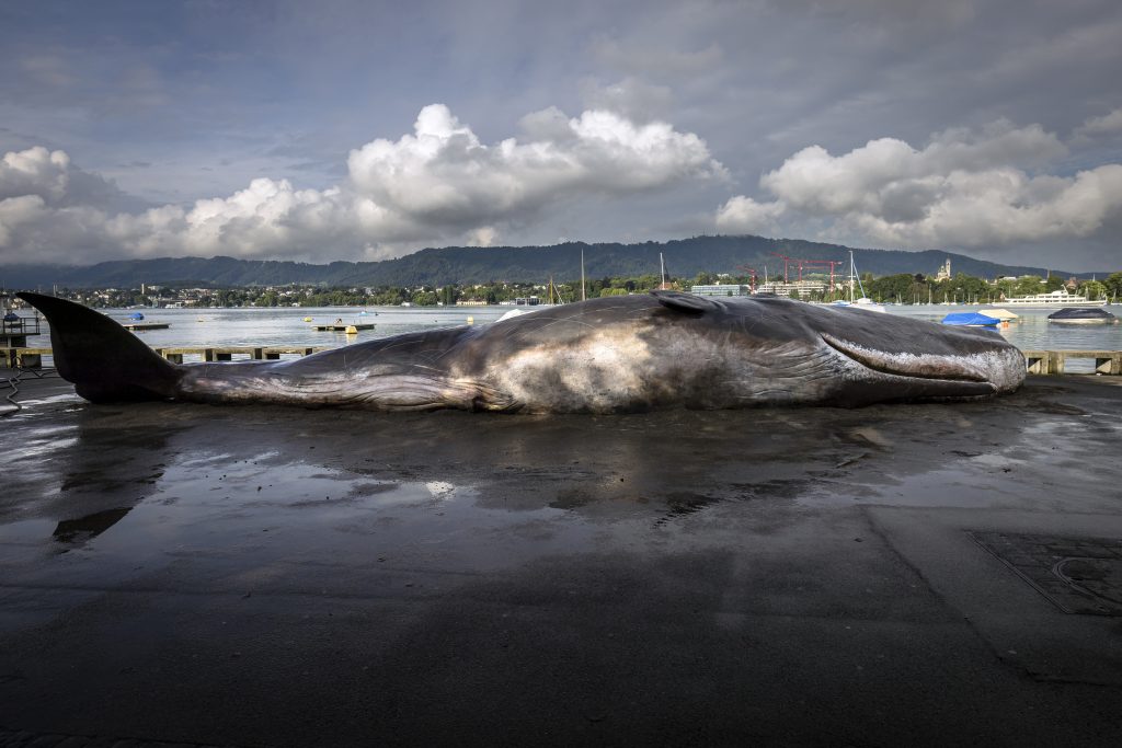 15 Meter langer Pottwal am Zürcher Utoquai gestrandet