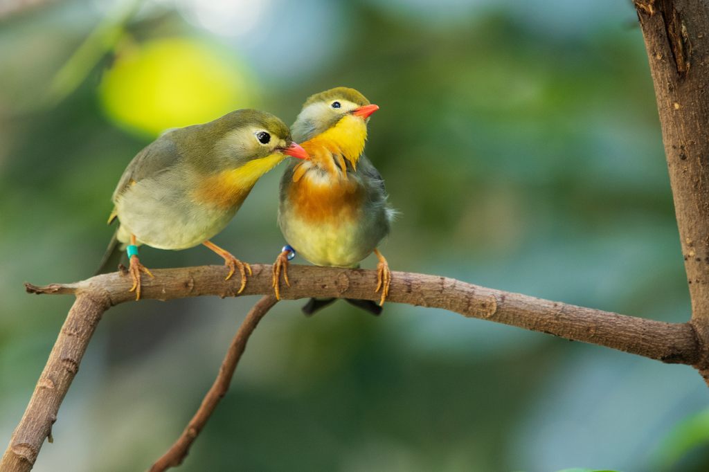 Zolli Basel feiert ein Jahr Vogelwelten