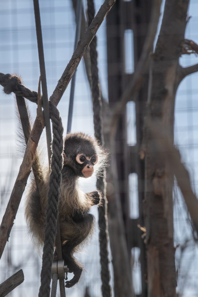 Die Geoffroy-Klammeraffen haben den Basler Zolli verlassen