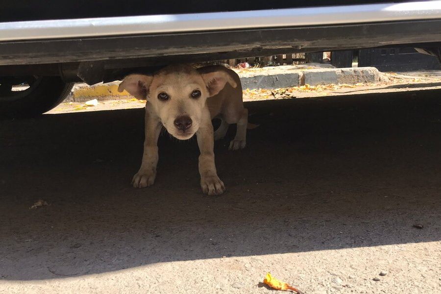 Darum solltest du keine Tiere aus den Ferien mitnehmen