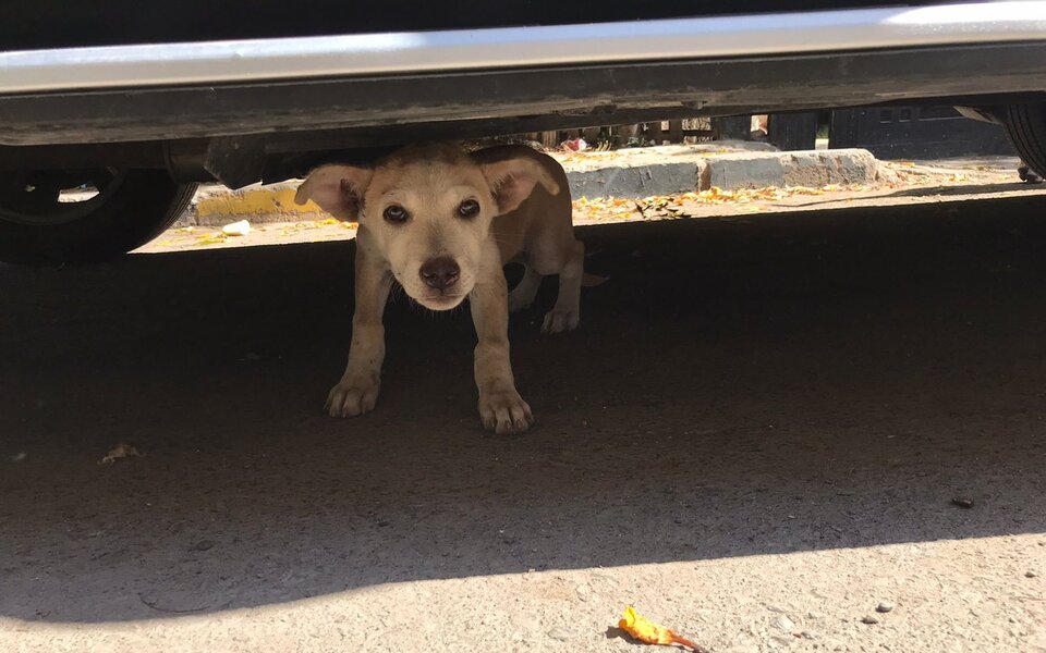 Darum solltest du keine Tiere aus den Ferien mitnehmen