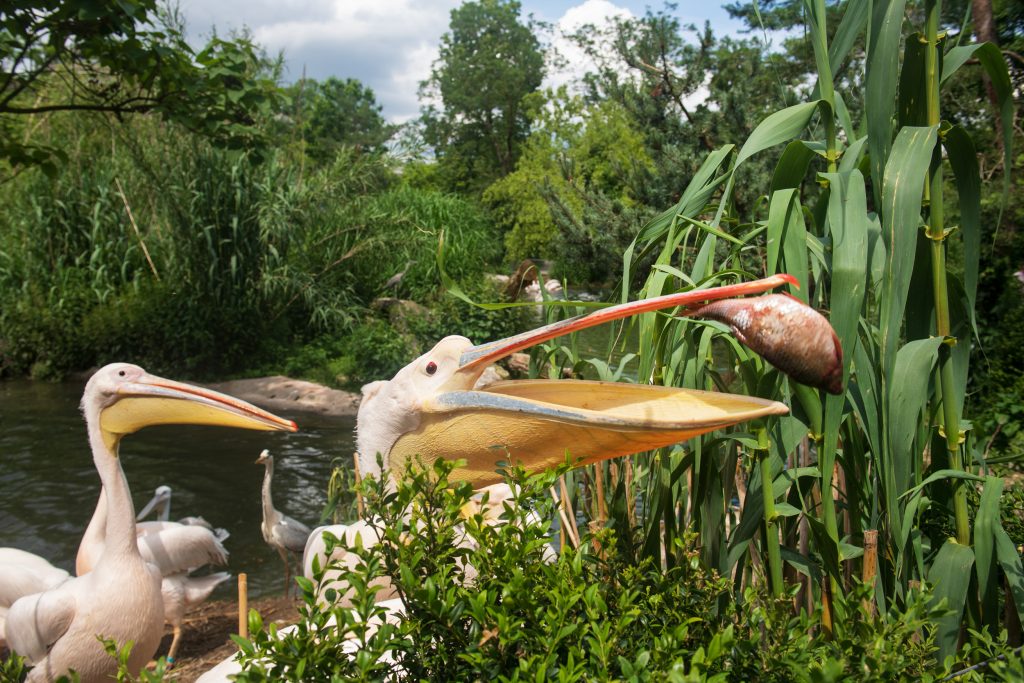Zolli Basel feiert ein Jahr Vogelwelten