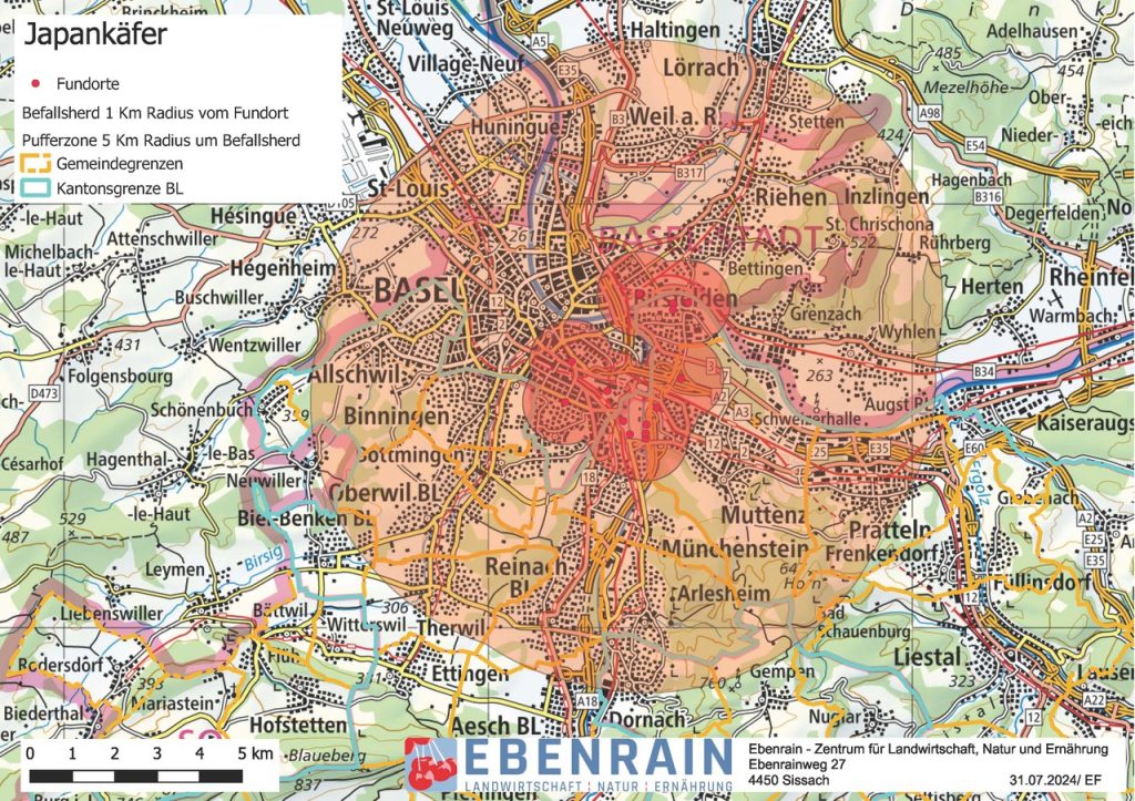 Zum Ende der Hauptflugsaison des Japankäfers gibt's Kunstrasen in Basel