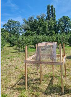 Zum Ende der Hauptflugsaison des Japankäfers gibt's Kunstrasen in Basel