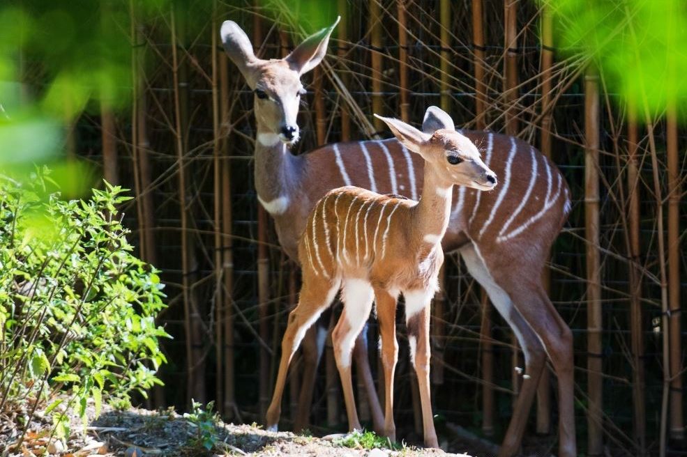 Freude und Trauer im Gehege der Kudus