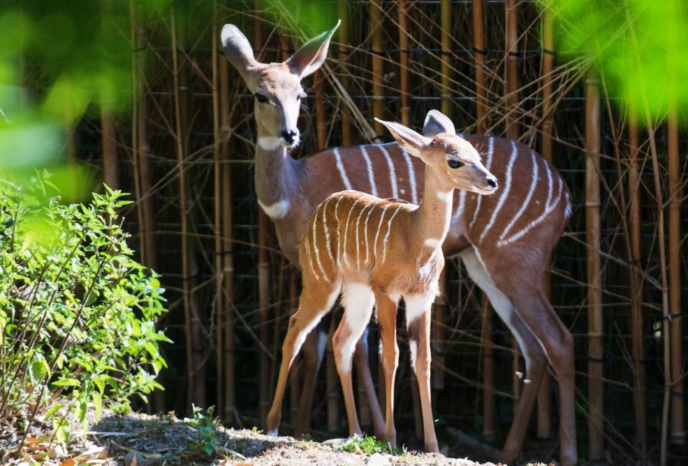 Freude und Trauer im Gehege der Kudus