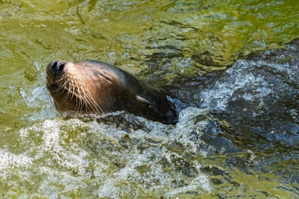 Älteste Seelöwin Robia im Zolli verstorben
