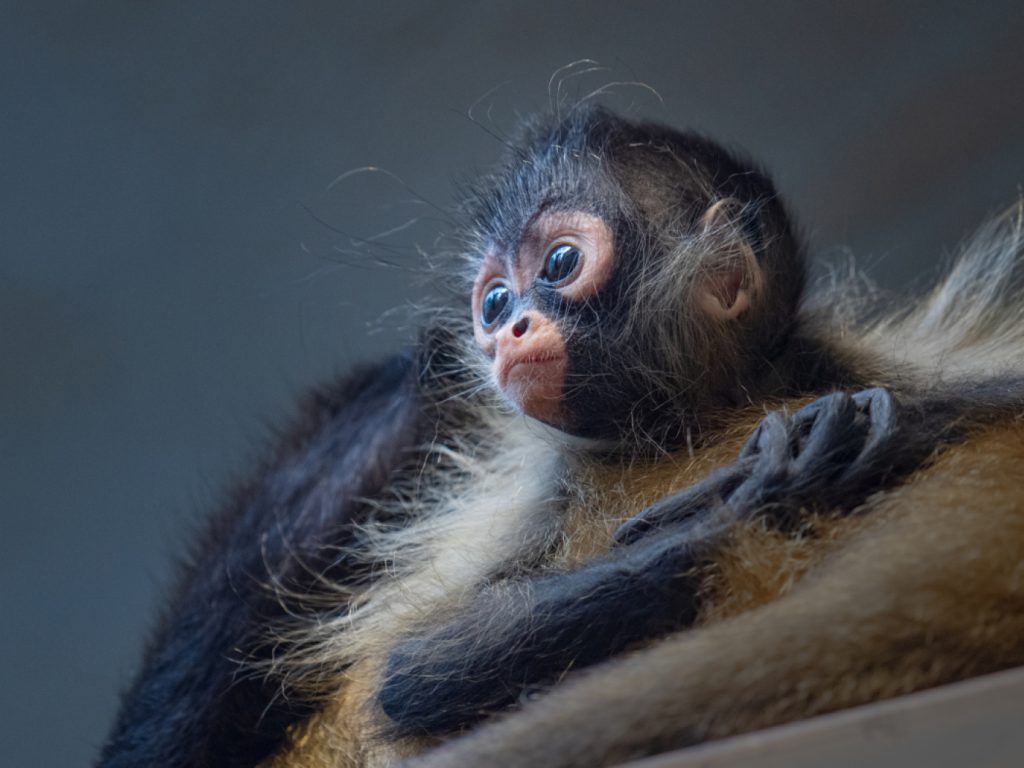 Die Geoffroy-Klammeraffen haben den Basler Zolli verlassen