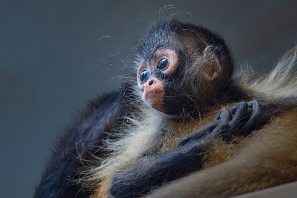 Die Geoffroy-Klammeraffen haben den Basler Zolli verlassen