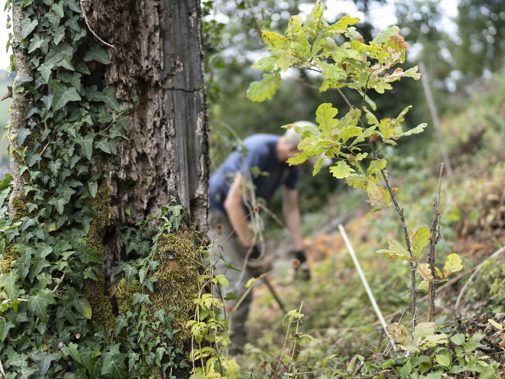 6,5 Millionen Franken für die Baselbieter Klimawandel-Waldpflege