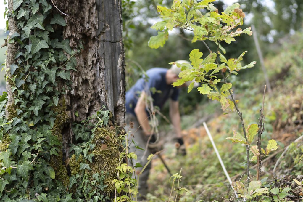 6,5 Millionen Franken für die Baselbieter Klimawandel-Waldpflege