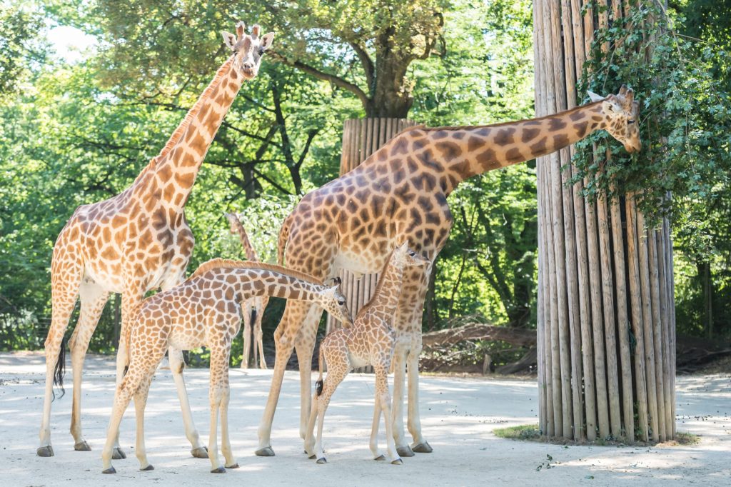 Der Basler Zolli wird bis 2049 um ein Fünftel grösser