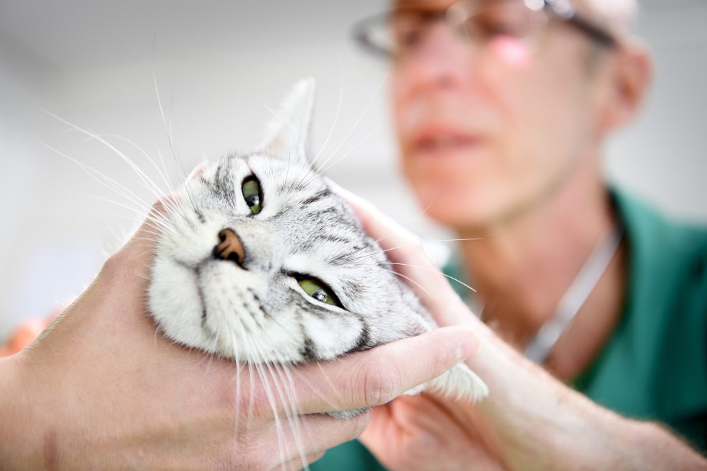 Kritik an Preistransparenz bei Katzenregistrierung