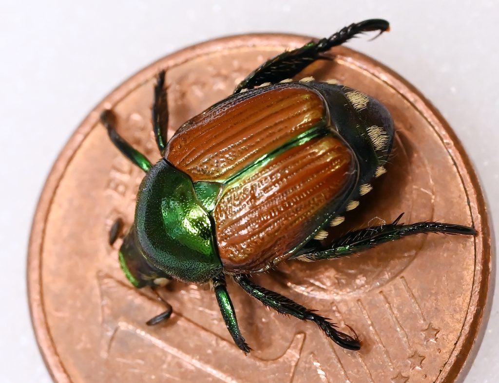 Jetzt hat auch Gunzgen SO den Japankäfer