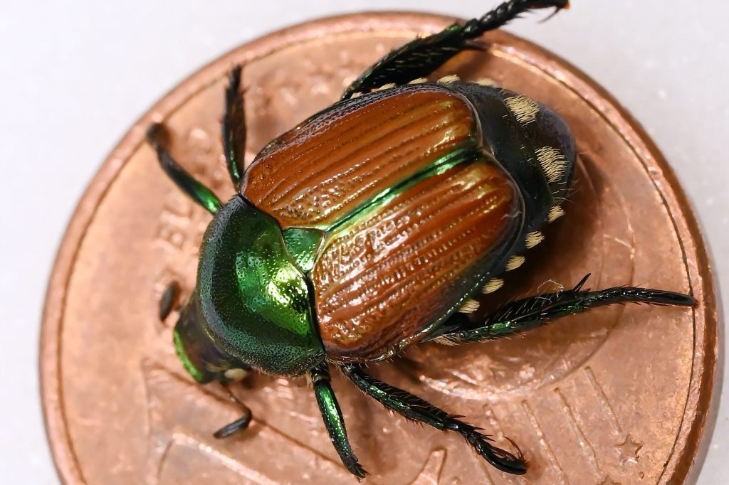 Jetzt hat auch Gunzgen SO den Japankäfer