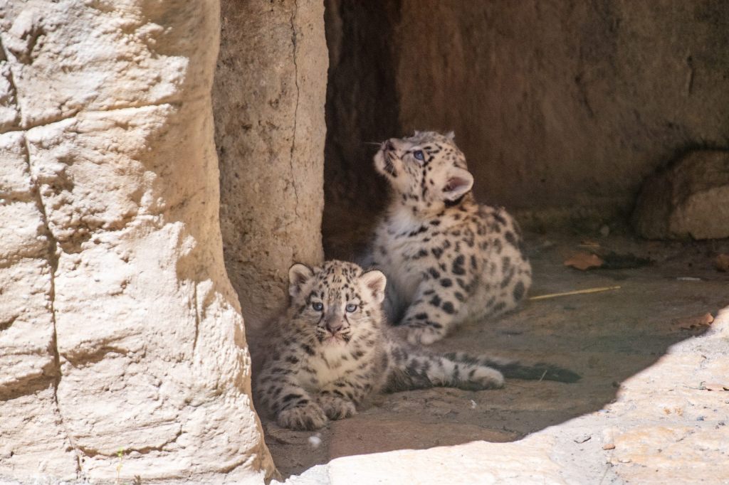 Schneeleoparden-Jungtier überraschend gestorben