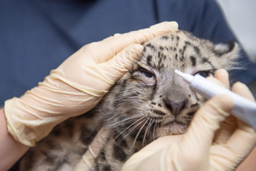 Schneeleoparden-Jungtier überraschend gestorben
