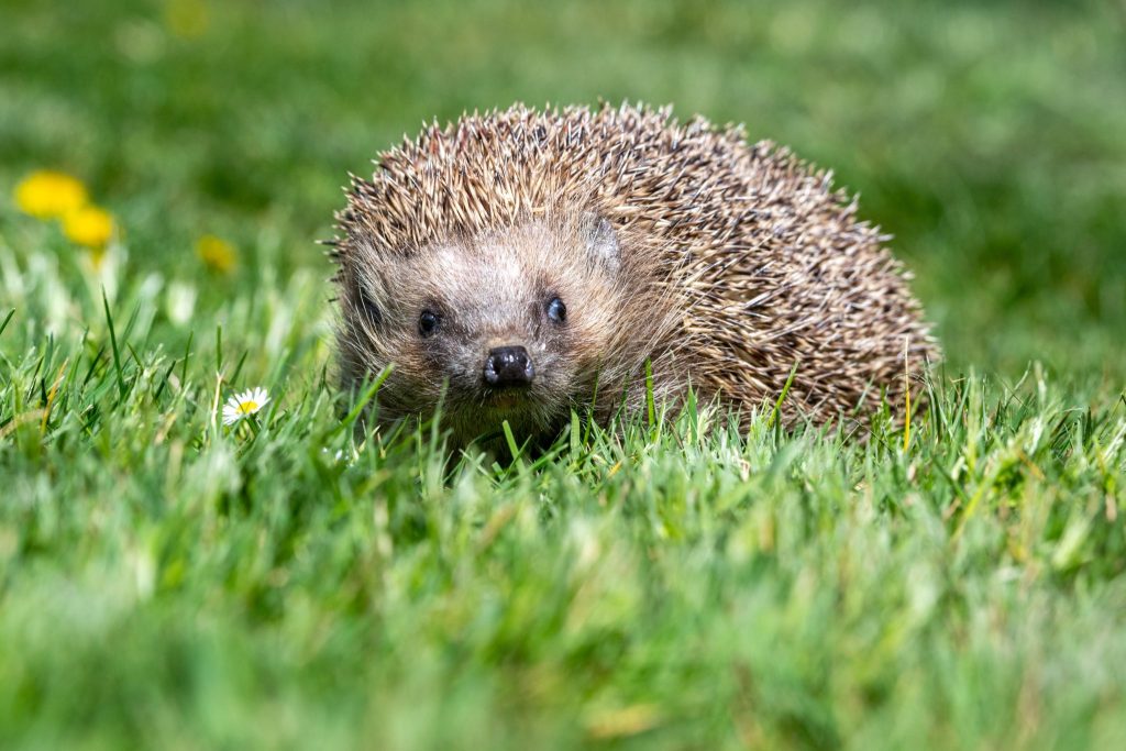 Der Igel gilt erstmals als bedrohte Art