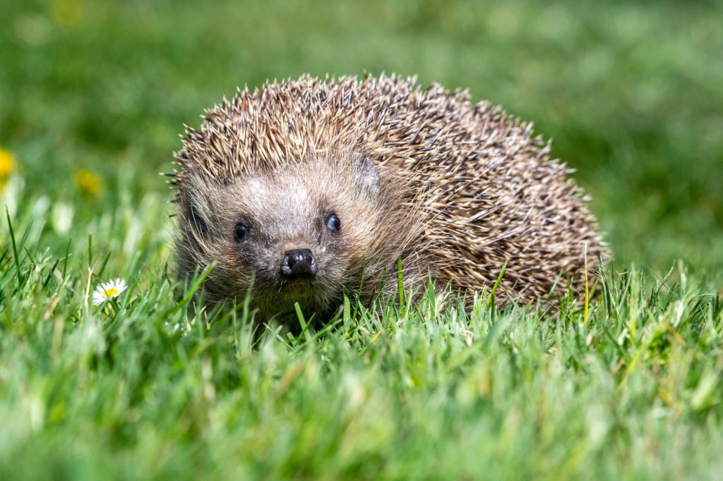 Der Igel gilt erstmals als bedrohte Art