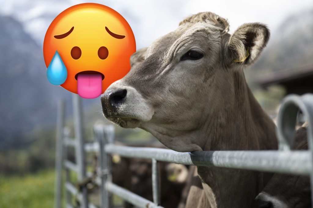 Bauern kämpfen für Klimaschutz und reichen Beschwerde beim Bund ein