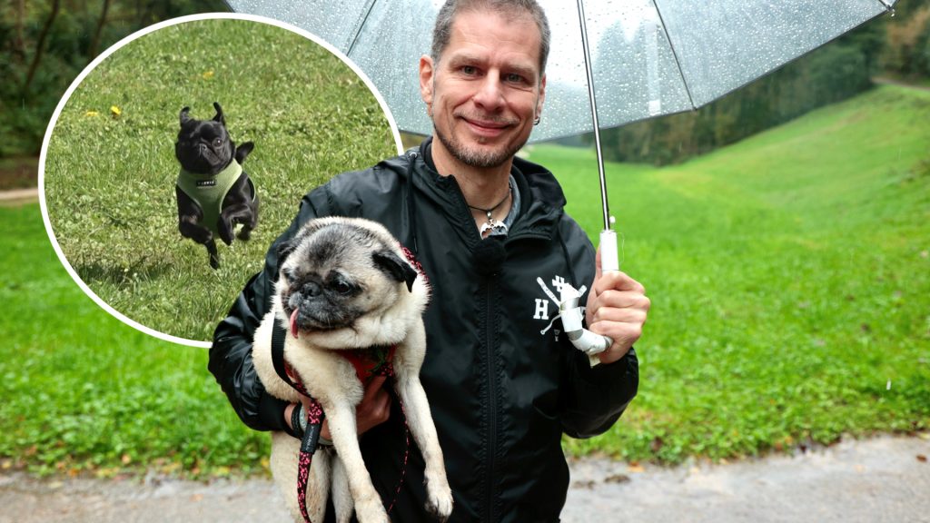 Kontroverses Ende:  Mopsrennen wegen Tierschutzauflagen abgesagt