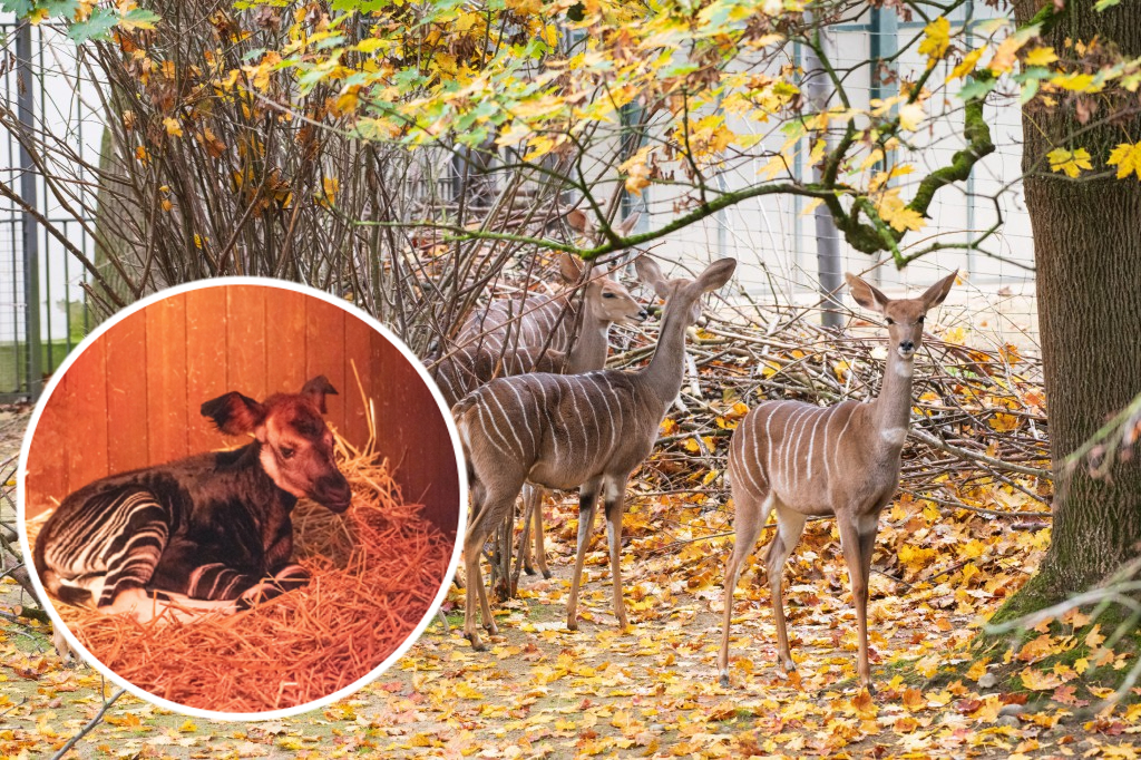 Doppelter Nachwuchs im Zolli