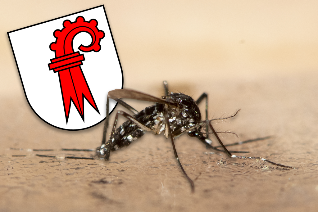 Kanton will bei der Tigermücken-Bekämpfung sparen