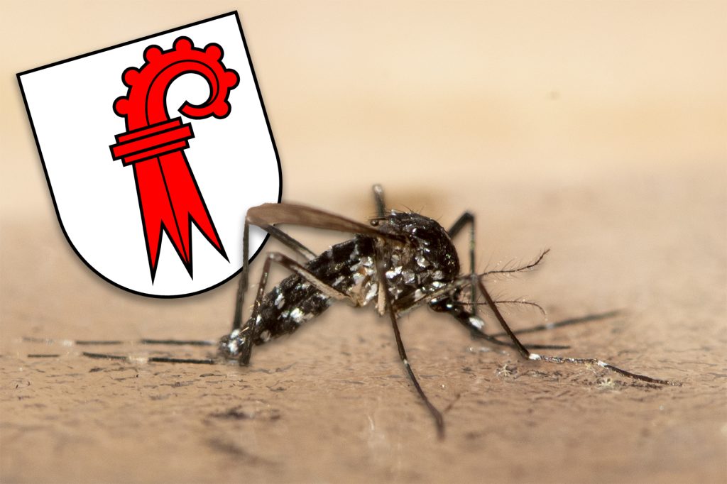 Kanton will bei der Tigermücken-Bekämpfung sparen