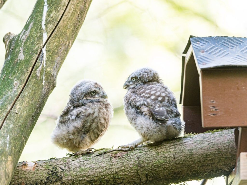 Steinkäuze aus dem Zolli in deutschem Naturpark ausgewildert