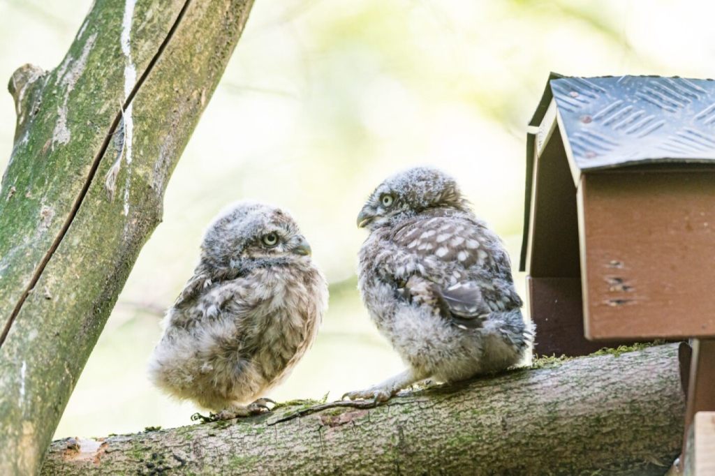 Steinkäuze aus dem Zolli in deutschem Naturpark ausgewildert