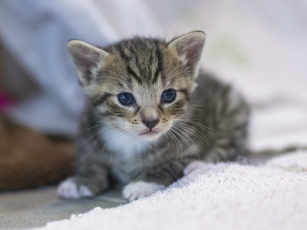 Baselland soll Registrierung von Hauskatzen prüfen
