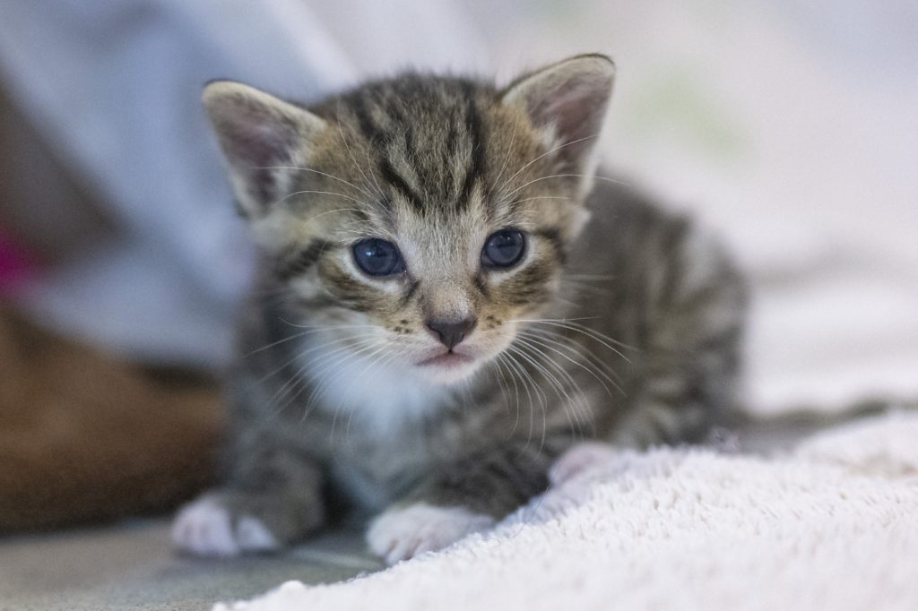 Baselland soll Registrierung von Hauskatzen prüfen