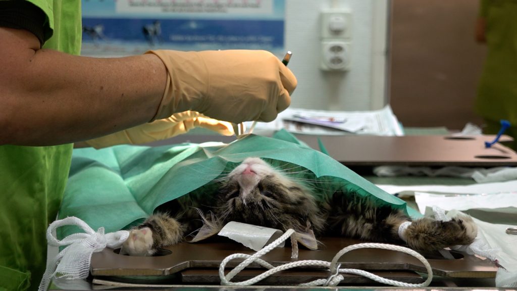 Kastrieren im grossen Stil: Tierschützer kämpfen gegen das Leid von Streunerkatzen