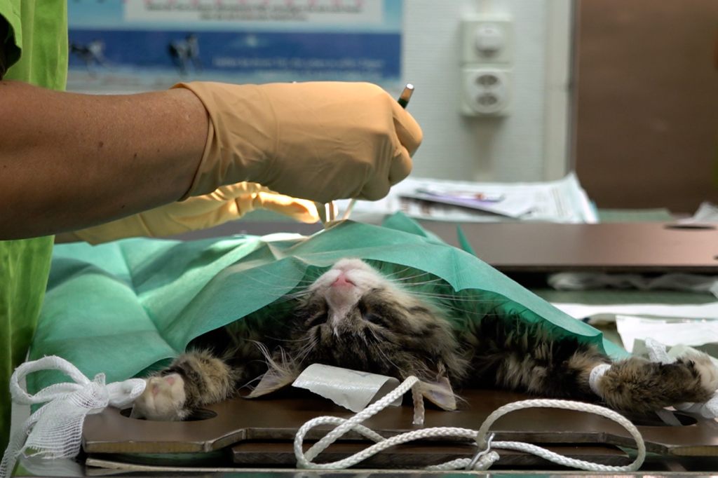 Kastrieren im grossen Stil: Tierschützer kämpfen gegen das Leid von Streunerkatzen