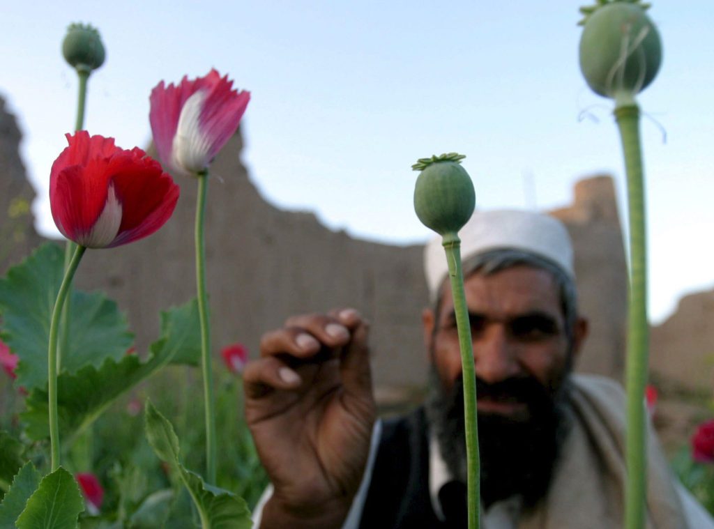 Mohnanbau in Afghanistan steigt wieder – trotz Taliban-Verbot