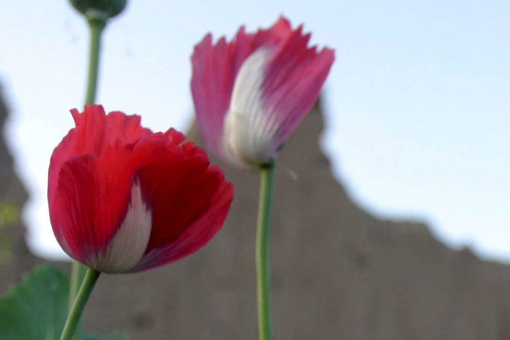 Mohnanbau in Afghanistan steigt wieder – trotz Taliban-Verbot