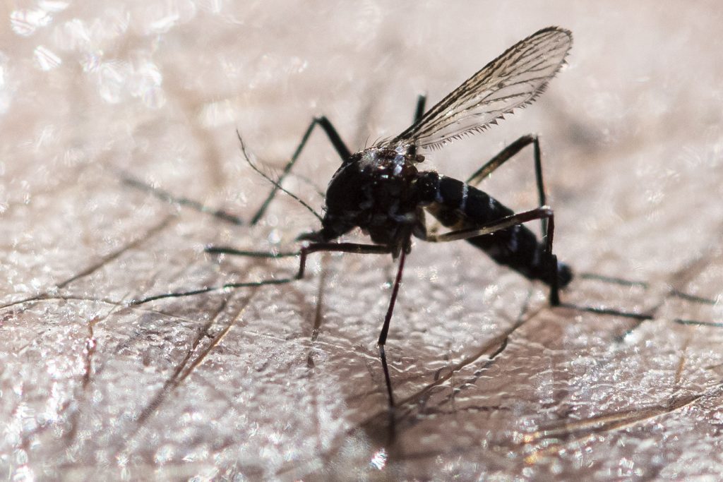 Bevölkerung beider Basel soll auch im Winter gegen die Tigermücke ankämpfen