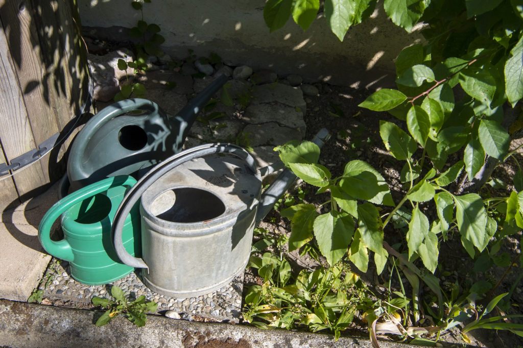 Bevölkerung beider Basel soll auch im Winter gegen die Tigermücke ankämpfen