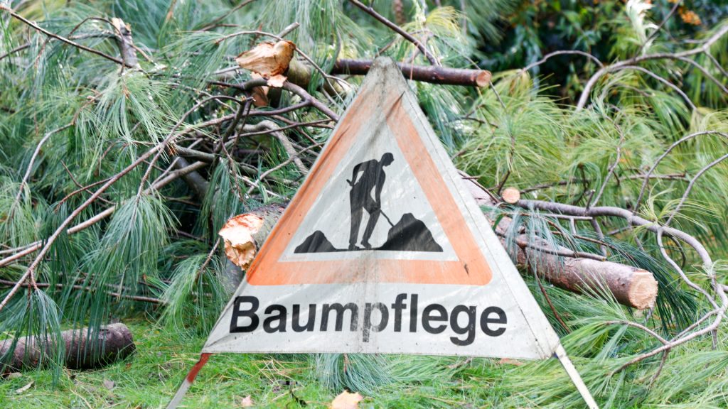 Dem Schnee zum Opfer gefallen: «Es war mein Lieblingsbaum»