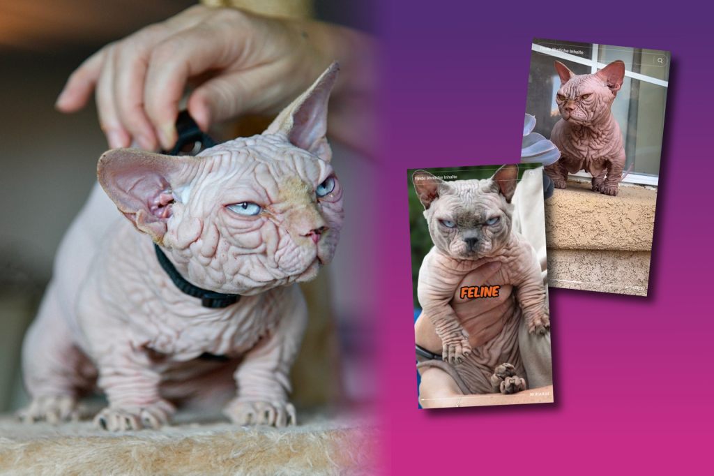 Bully Cats erobern die Sozialen Medien – doch die Katzen leiden