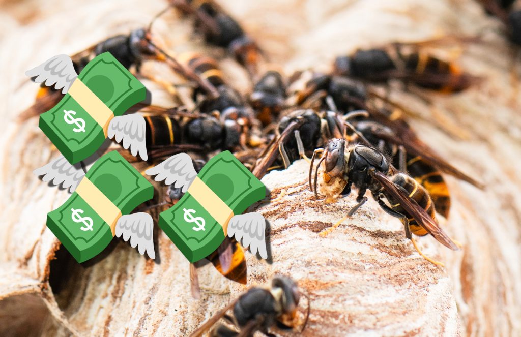 Kosten für Bekämpfung der Asiatischen Hornisse schnellen in die Höhe