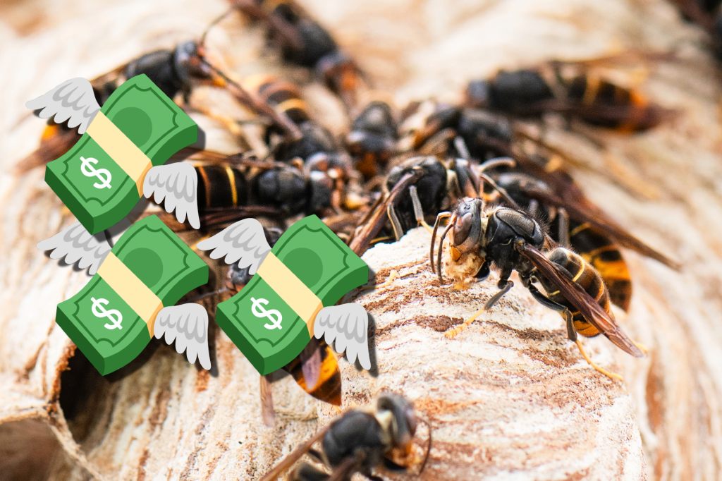 Kosten für Bekämpfung der Asiatischen Hornisse schnellen in die Höhe