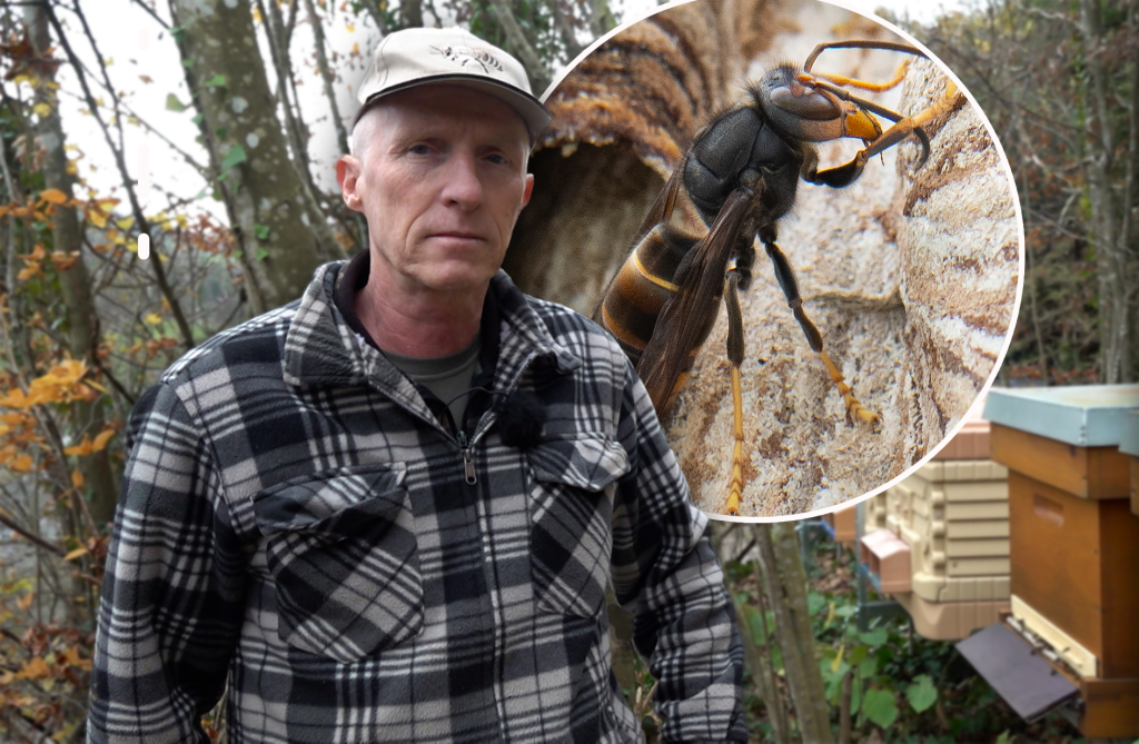 «Man ist hilflos»: Imker verliert wegen Asiatischer Hornisse ganze Bienenvölker