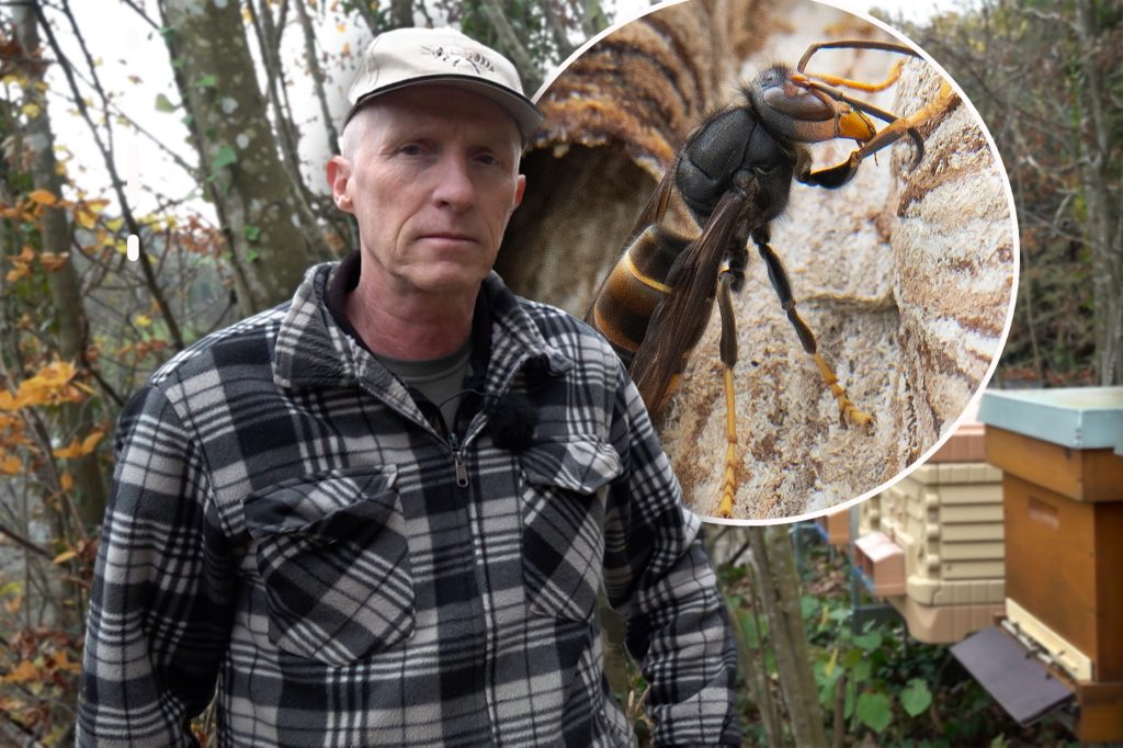 «Man ist hilflos»: Imker verliert wegen Asiatischer Hornisse ganze Bienenvölker