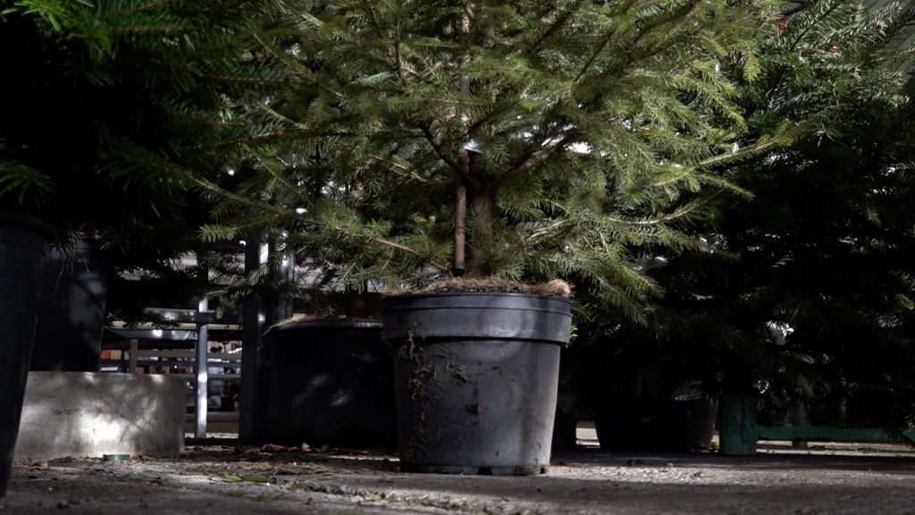 Weihnachtsbaum im Topf:  Nachhaltige Alternative oder Unsinn?