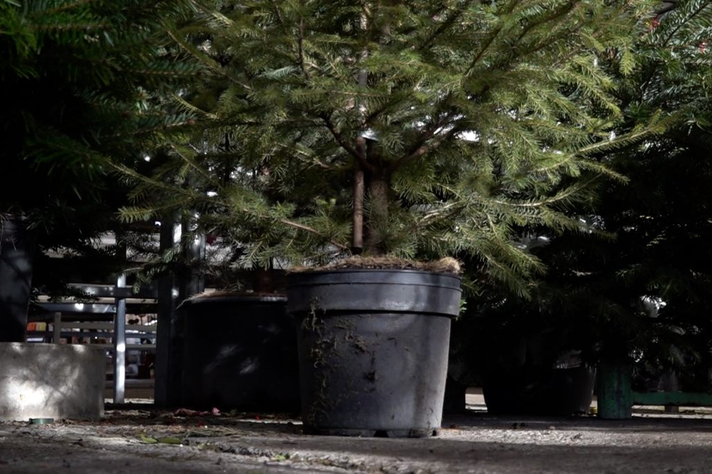 Weihnachtsbaum im Topf: Nachhaltige Alternative oder Unsinn?