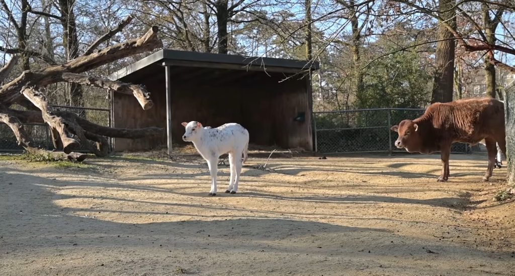 Nachwuchs bei den Zwergzebus im Zolli