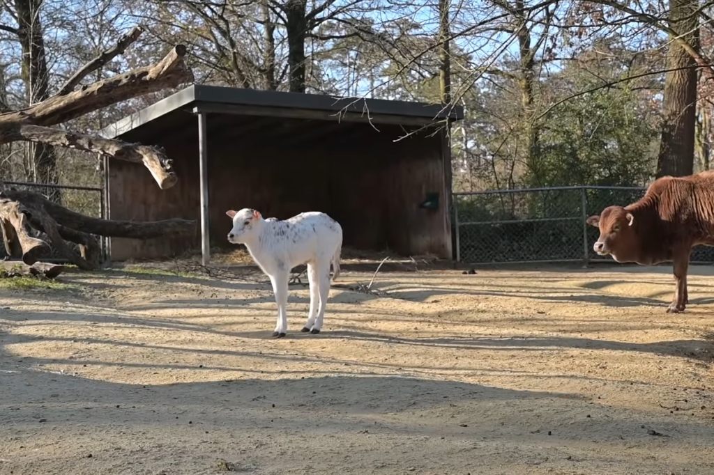 Nachwuchs bei den Zwergzebus im Zolli