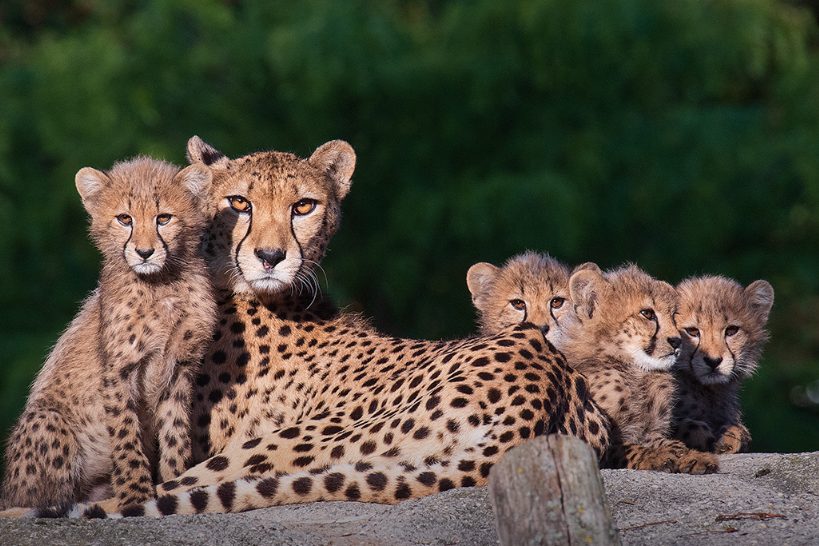 Geparden-Jungtier überraschend gestorben